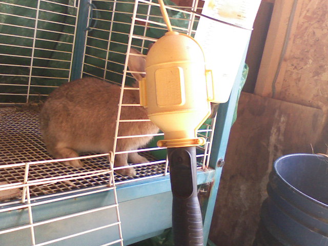 Second Chance Rabbit Rescue